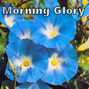 Morning Glory