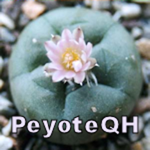 PeyoteQH